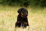 BEAUCERON - PUPPIES 298